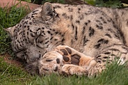 Snow Leopard Close Up Asleep