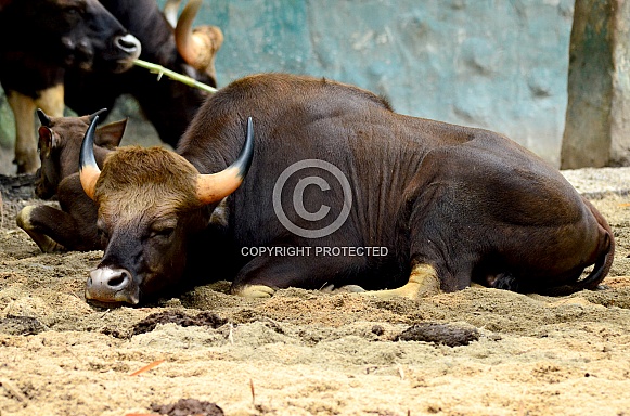 Indian Gaur