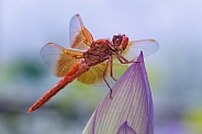 Dragonfly-Flame Skimmer