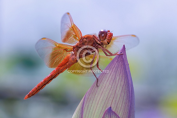 Dragonfly-Flame Skimmer Dragonfly-Flame Skimmer