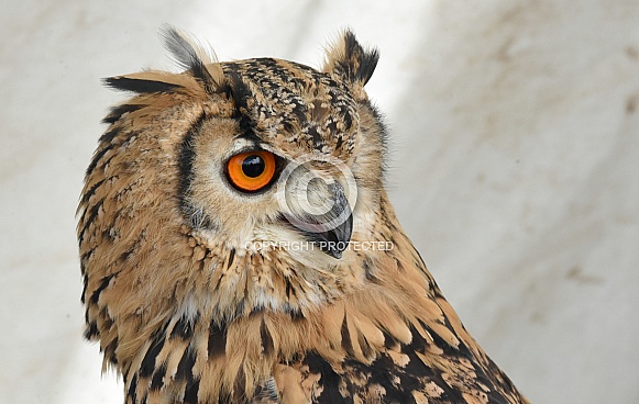 Eurasian Eagle Owl