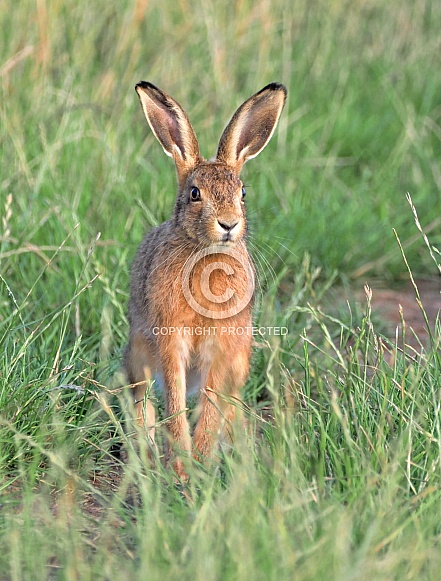 Brown Hare