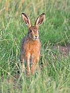 Brown Hare