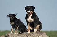 Appenzeller Sennenhund  and  Friend (Mongrel)