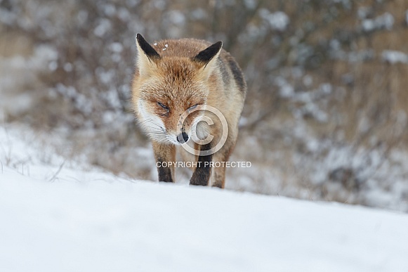 Red fox in wintertime Red fox in wintertime