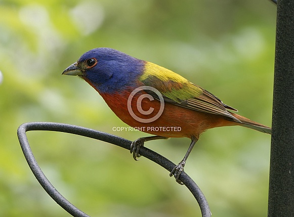 Painted Bunting