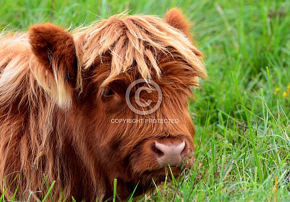 Highland Cow