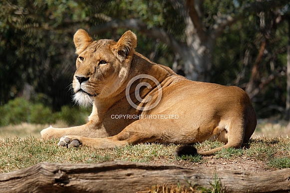 African Lion