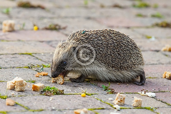 Hedgehog Hedgehog