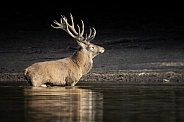 Red deer