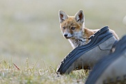 Red fox cubs