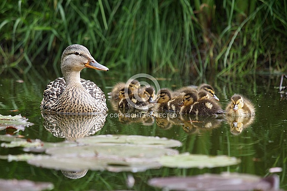 The mallard or wild duck (Anas platyrhynchos)