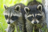 Raccoons