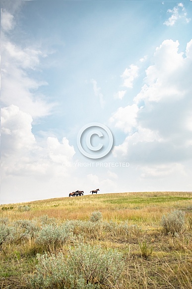 Wild Horse (Equus caballus)