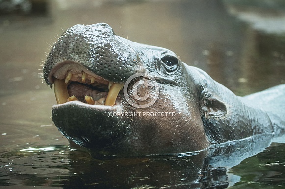 Pygmy Hippo