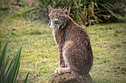Canada Lynx Sitting Upright On Rock