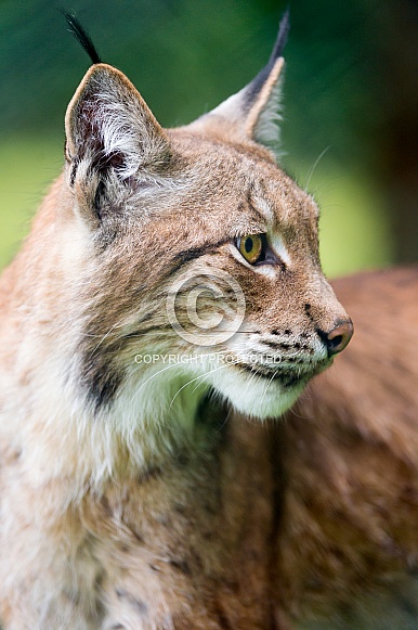 Lynx Lynx