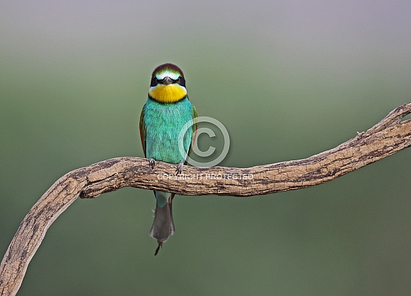 Bee eater