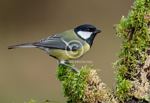 A Great tit