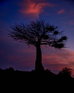 Baobab Tree Silhouette at Twilight