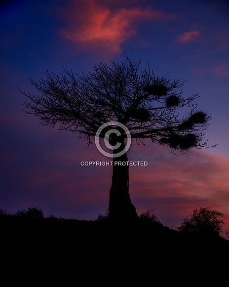 Baobab Tree Silhouette at Twilight