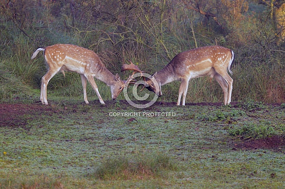 Fallow deer