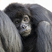 Spider monkey (Ateles fusciceps rufiventris)