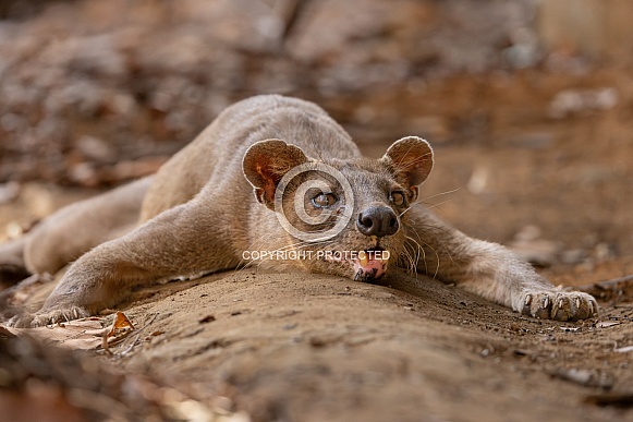 Fossa Fossa