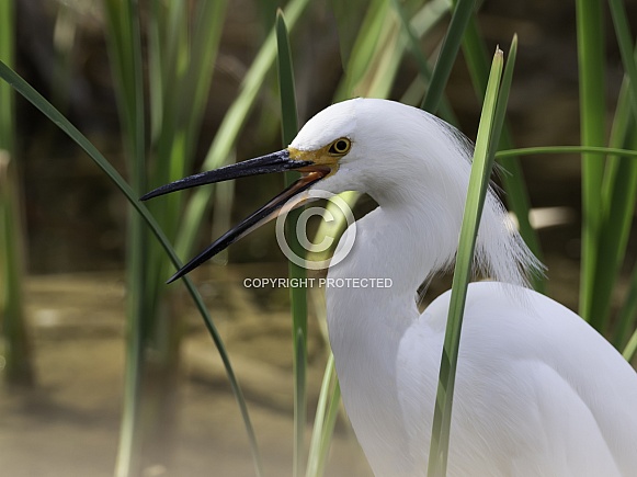 Snowy Egret in a Swamp in Nevada Snowy Egret in a Swamp in Nevada