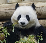 Giant Panda