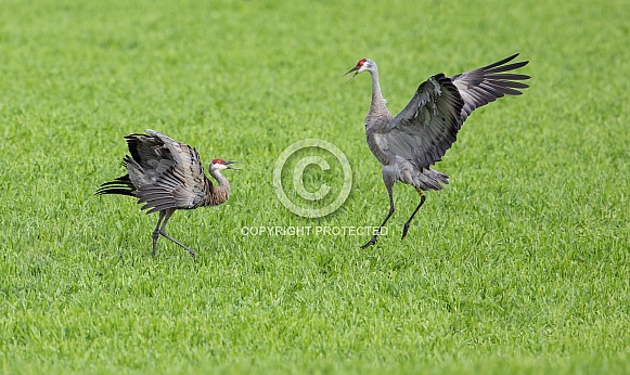 Sandhill Crane Pair Dancing Sandhill Crane Pair Dancing