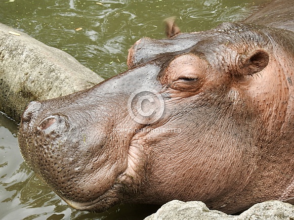 Hippopotamus