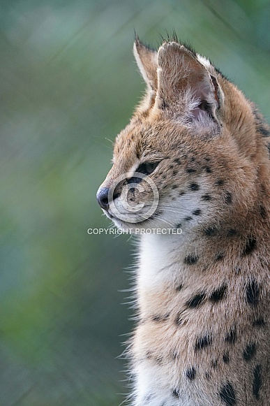 Serval