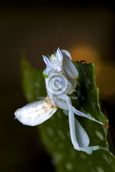 Orchid Praying Mantis