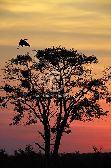 Tree at dusk - Khwai River in Botswana Tree at dusk - Khwai River in Botswana