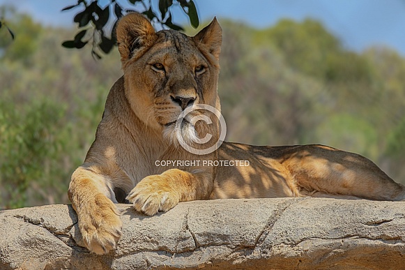 Female African Lion