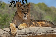 Female African Lion