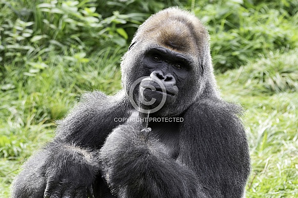 Western Lowland Gorilla Western Lowland Gorilla