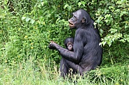 bonobo (Pan paniscus)