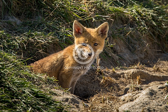Red fox cub/cubs in nature