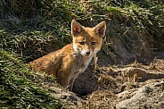 Red fox cub/cubs in nature