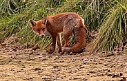 Red Fox