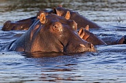 Hippopotamus - Chobe River - Botswana
