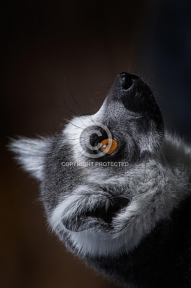 Ring-tailed lemur