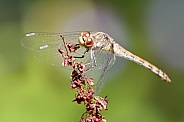 Common Darter Dragonfly (Sympetrum striolatum)