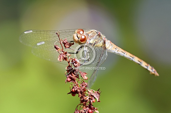 Common Darter Dragonfly (Sympetrum striolatum)