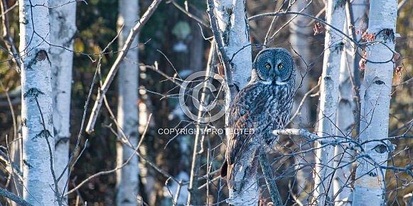 Great Grey Owl (Strix nebulosa) Great Grey Owl (Strix nebulosa)