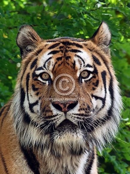 Siberian Tiger Siberian Tiger