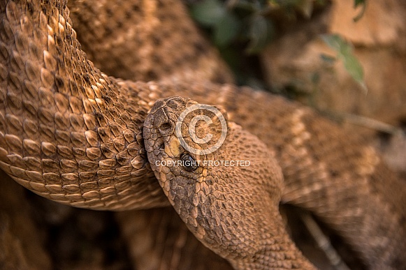 Western Diamondback Western Diamondback