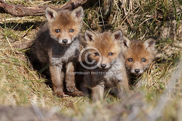 Red Fox Cubs Red Fox Cubs